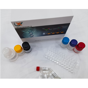 兔骨成型蛋白2活性多肽P24（BMP-2-P24）elisa试剂盒