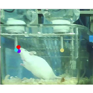 大小鼠糖水偏爱实验系统|cc|动物行为学整体解决方案