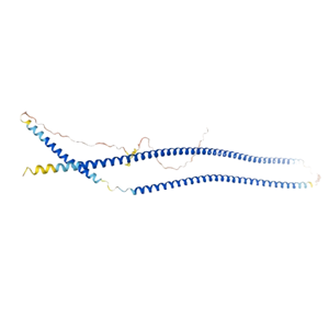 重组人KRT19蛋白