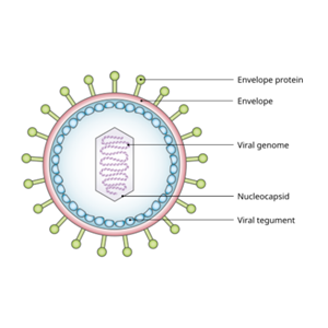 重组EBV EBNA1蛋白