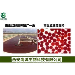 雨生红球藻粉,Astaxanthin