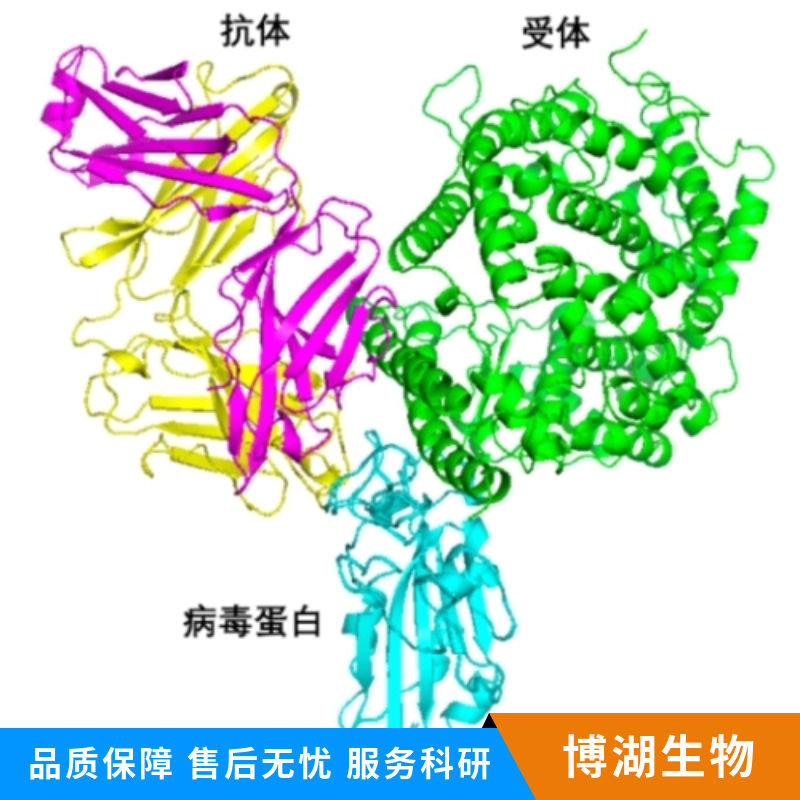 Bcl-xL蛋白抗体,BCL2L1 Rabbit pAb