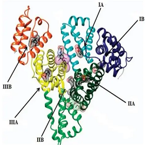 氨基蝶呤-人血清白蛋白偶联物,Aminopterin-HSA