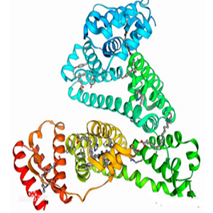 苯丁酸氮芥-人血清白蛋白偶联物,Chlorambucil-HSA