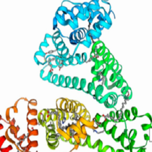 苯丁酸氮芥-牛血清白蛋白偶联物,Chlorambucil-BSA