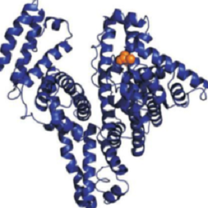甲氨蝶呤-人血清白蛋白偶联物,MTX-HSA