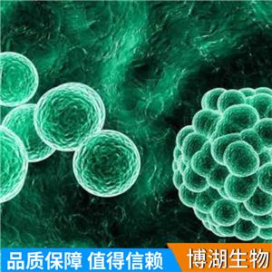 MDST8人结肠癌细胞,MDST8