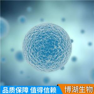 LS123人结肠癌细胞,LS123