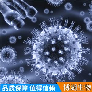 LS123人结肠癌细胞,LS123