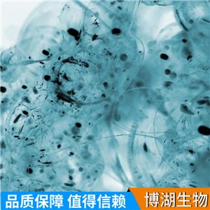 LS123人结肠癌细胞,LS123