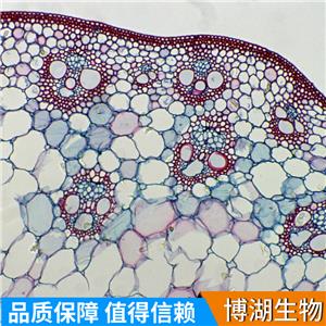 LS123人结肠癌细胞,LS123