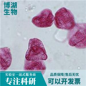 LXF-289人非小细胞肺癌细胞,LXF-289