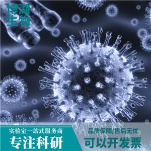 LXF-289人非小细胞肺癌细胞,LXF-289