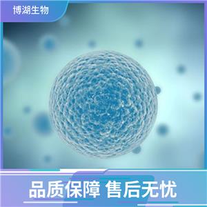 HuNS1人多发性骨髓瘤细胞,Human multiple myeloma cells (MM.1S)