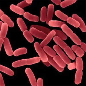 Glomerella CinParaperlucidibaca Baekdonensisgulata,Glomerella CinParaperlucidibaca Baekdonensisgulata