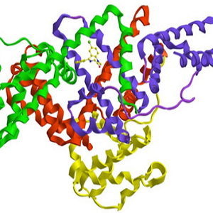 氯霉素-鸡卵清白蛋白偶联物,Chloramphenicol-OVA Conjugate
