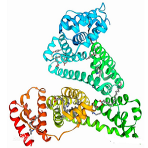 绿原酸-鸡卵清白蛋白偶联物,CA-OVA Conjugate