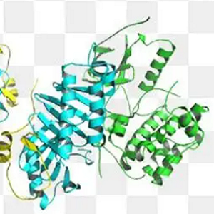 呕吐毒素-鸡卵清白蛋白偶联物,DON-OVA Conjugate