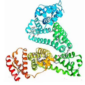 DON-BSA Conjugate，呕吐毒素-牛血清白蛋白偶联物，DON-BSA