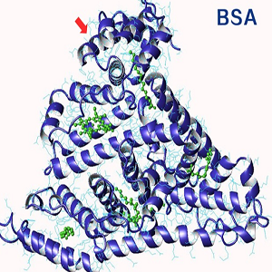 庆大霉素-牛血清白蛋白偶联物,Gentamycin-BSA Conjugate