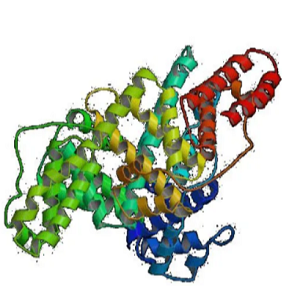 硫胺素-鸡卵清白蛋白偶联物,Thiamine-OVA Conjugate