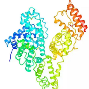沙丁胺醇-鸡卵清白蛋白偶联物,Salbutamol-OVA Conjugate