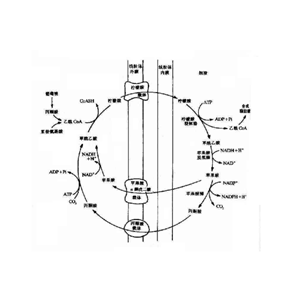 丙酮酸激酶 pyruvate kinase