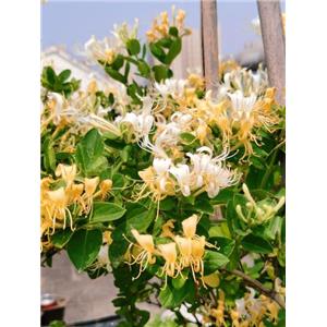 金银花提取物,Honeysuckle flower extract