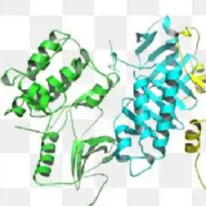 伏马毒素B1-鸡卵清白蛋白偶联物,Fumonisin B1-OVA Conjugate