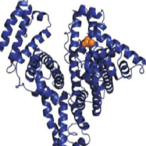 绿原酸-人血清白蛋白偶联物,Chlorogenic Acid-HSA Conjugate