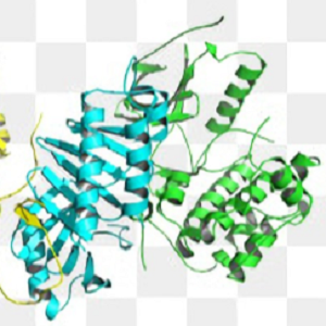 Nor-OVA Conjugate，诺氟沙星-鸡卵清白蛋白偶联物