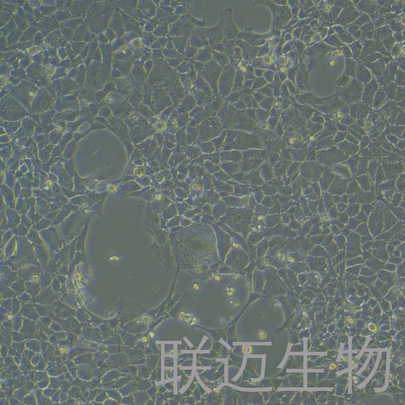 BNLCL.2细胞（小鼠胚胎肝细胞）LM8C0037,BNLCL.2