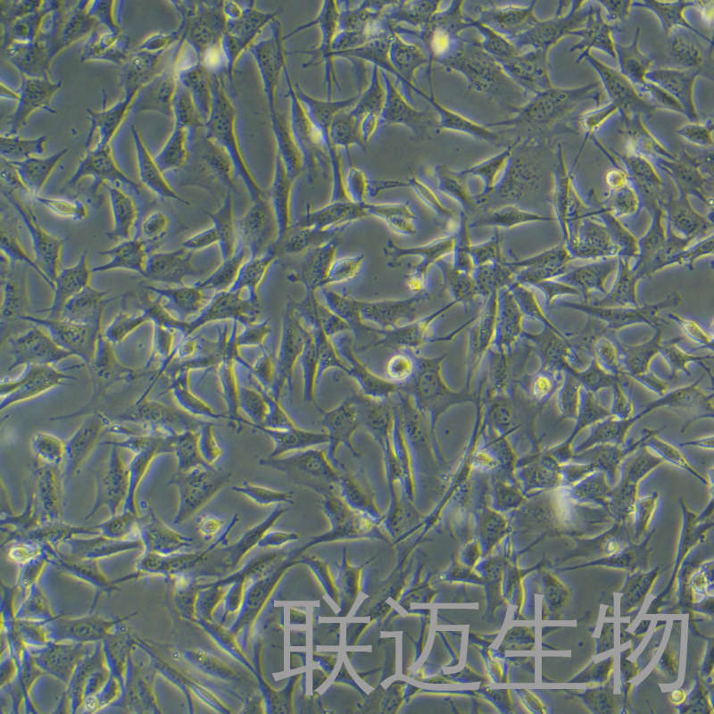C127[C-127]细胞（小鼠乳腺肿瘤细胞）LM8C0043,C127[C-127]