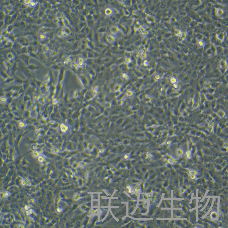 F81细胞（猫肾细胞）LM8C0081,F81