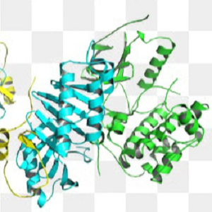 鸡卵清蛋白-维甲酸偶联物,OVA-Retinoic acid Hapten
