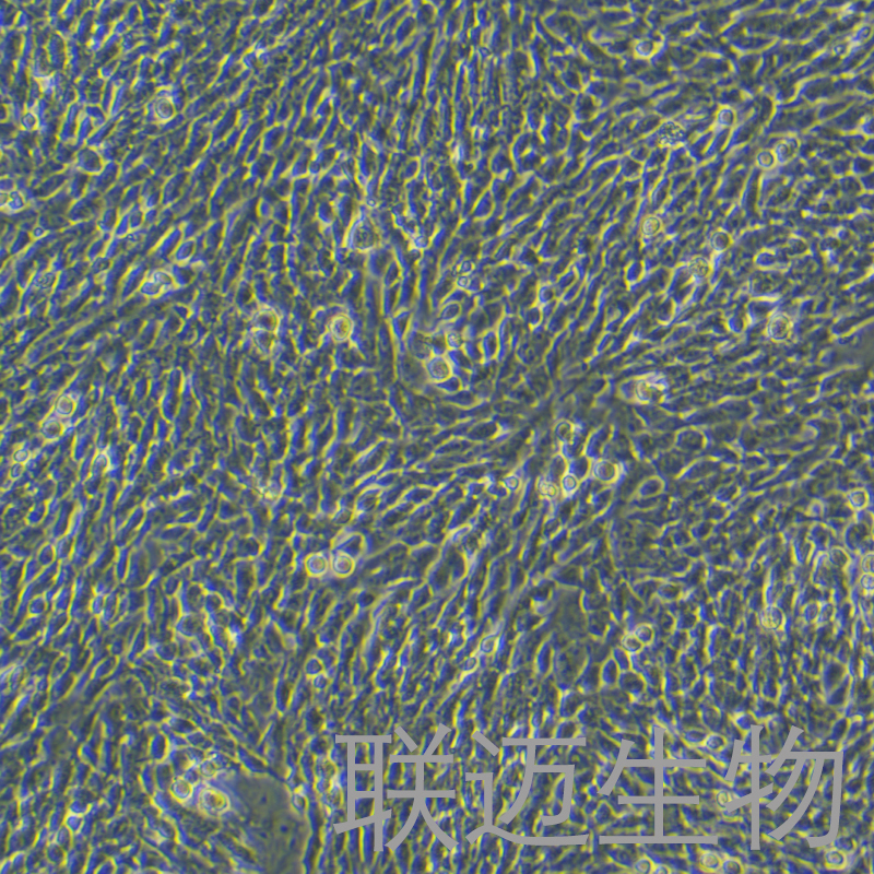 CHL细胞（仓鼠肺细胞）LM8C0060,CHL