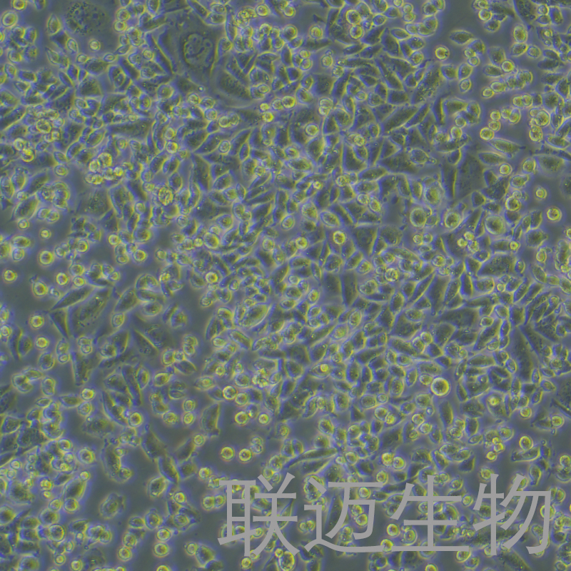 CHO-K1细胞（仓鼠卵巢细胞亚株）LM8C0062,CHO-K1