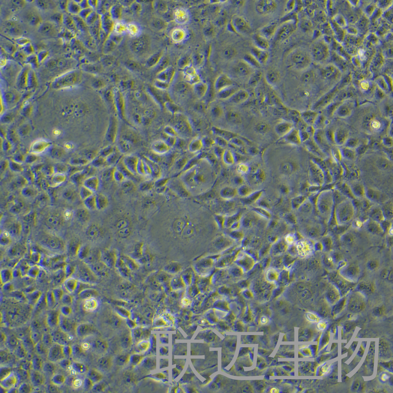 COS-7细胞（非洲绿猴SV40转化的肾细胞）LM8C0069,COS-7