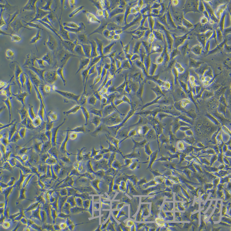 CRFK细胞（猫肾细胞）LM8C0070,CRFK