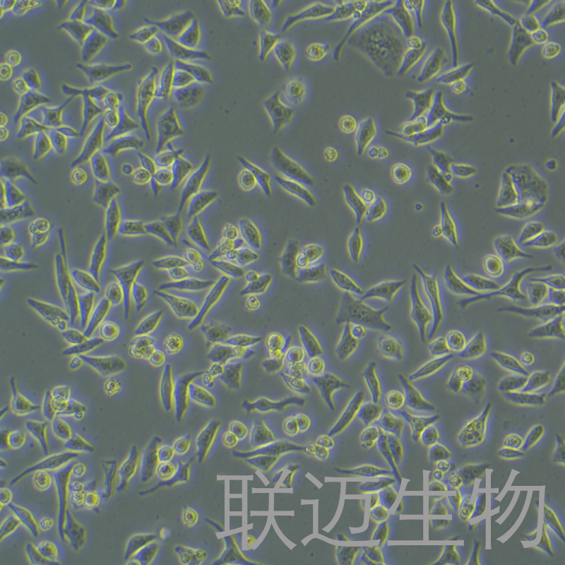 Hela细胞（人宫颈癌细胞STR鉴定正确）LM8C0101,Hela