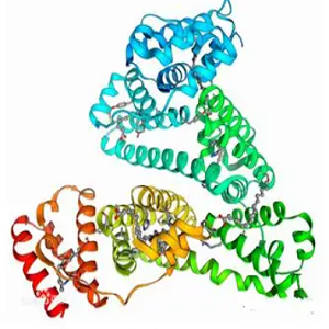鸡卵清蛋白-卡那霉素偶联物,Kanamycin-OVA Conjugate