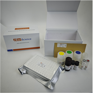 InVivoMAb 抗Human HGF (ABV0082)（一抗）,InVivoMAb Anti-Human HGF ABV0082