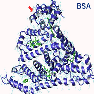 Enrofloxacin-BSA Conjugate，恩诺沙星-牛血清白蛋白偶联物