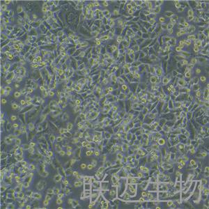 CHO-K1细胞（仓鼠卵巢细胞亚株）LM8C0062,CHO-K1