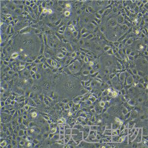 COS-7细胞（非洲绿猴SV40转化的肾细胞）LM8C0069