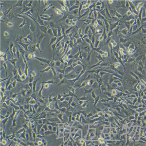 CRFK细胞（猫肾细胞）LM8C0070