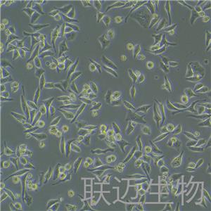 Hela细胞（人宫颈癌细胞STR鉴定正确）LM8C0101