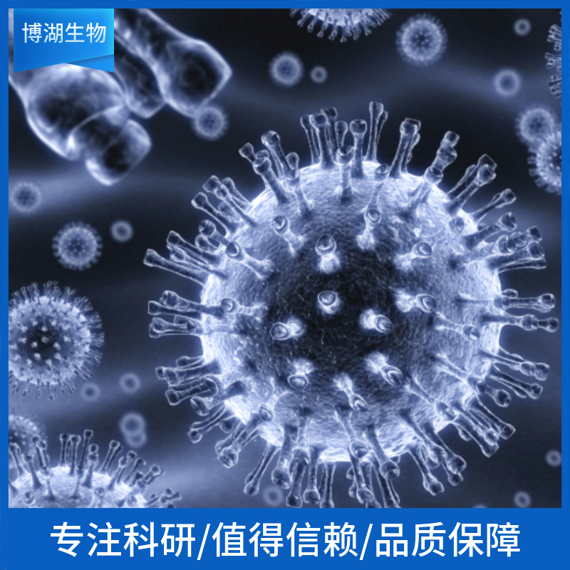 Mono-Mac-6人急性单核白血病细胞,Mono-Mac-6