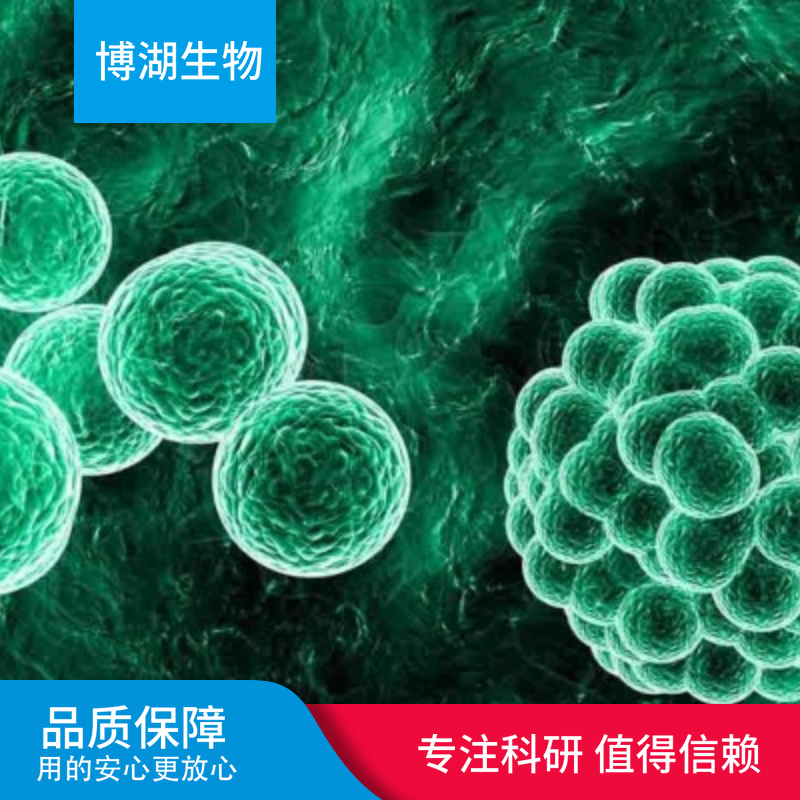 NCI-H1048人小细胞肺癌细胞,NCI-H1048