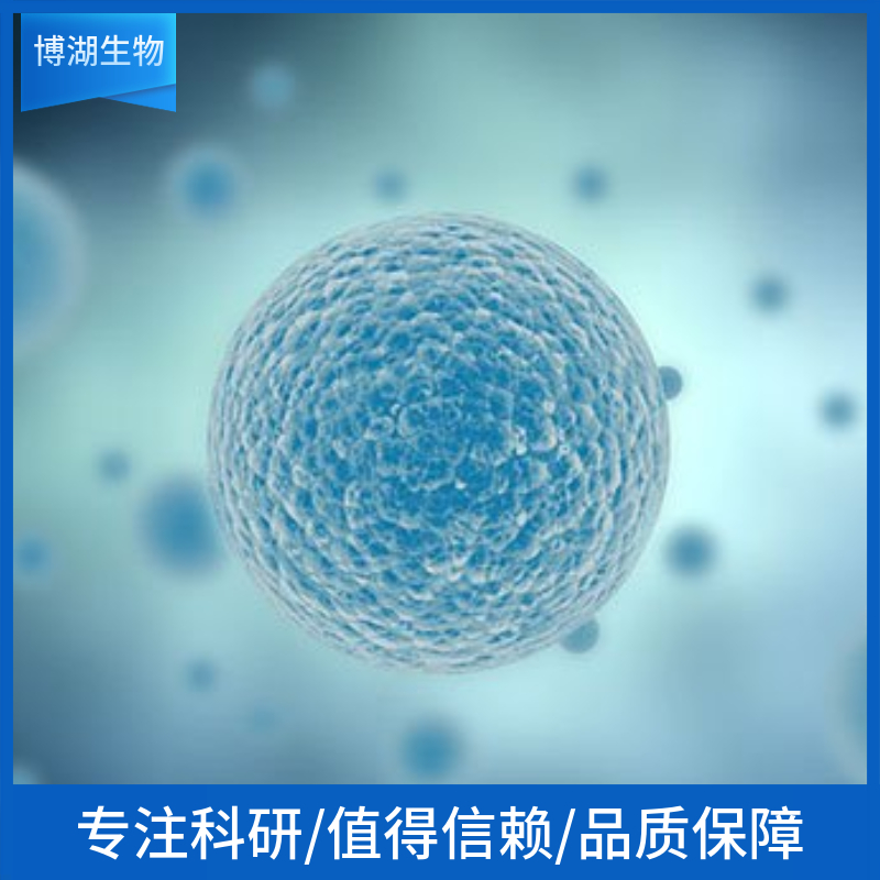 MDST8人结肠癌细胞,MDST8